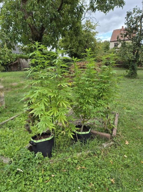 Granny´s Outdoor #2 - Somango. Week 23