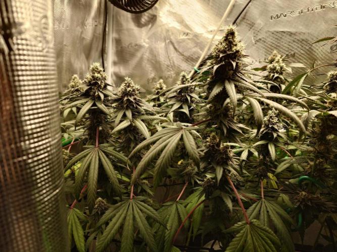 Watermelon - Out and In. Week 20