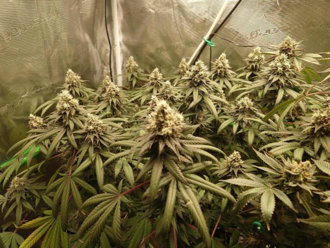 Watermelon - Out and In. Week 20