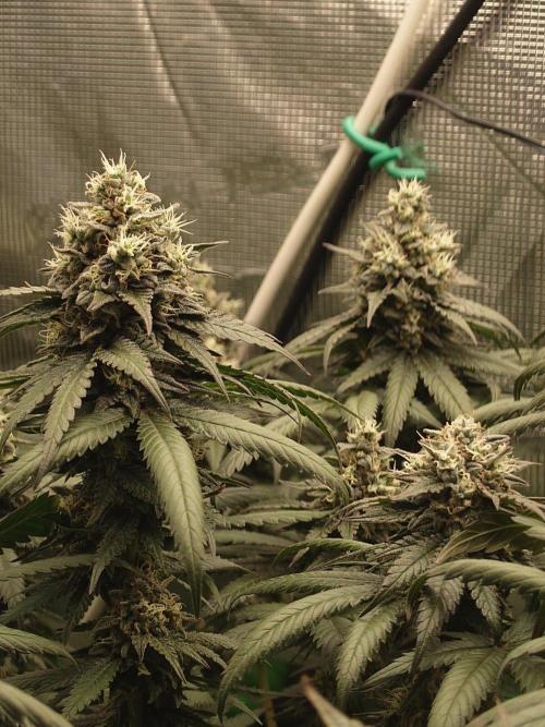 Watermelon - Out and In. Week 20