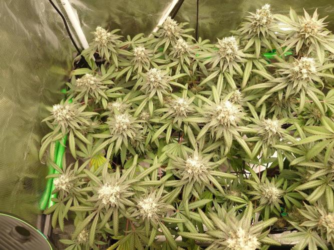 Watermelon - Out and In. Week 20