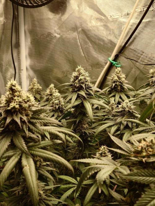 Watermelon - Out and In. Week 20