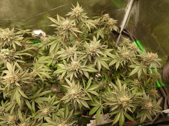 Radical Juice - Out and In. Week 20