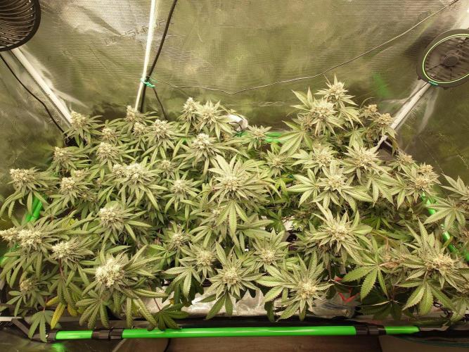 Radical Juice - Out and In. Week 20
