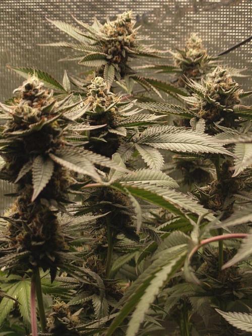 Radical Juice - Out and In. Week 20