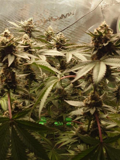 Radical Juice - Out and In. Week 20