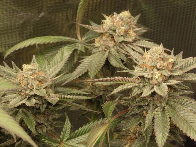 Radical Juice - Out and In. Week 20