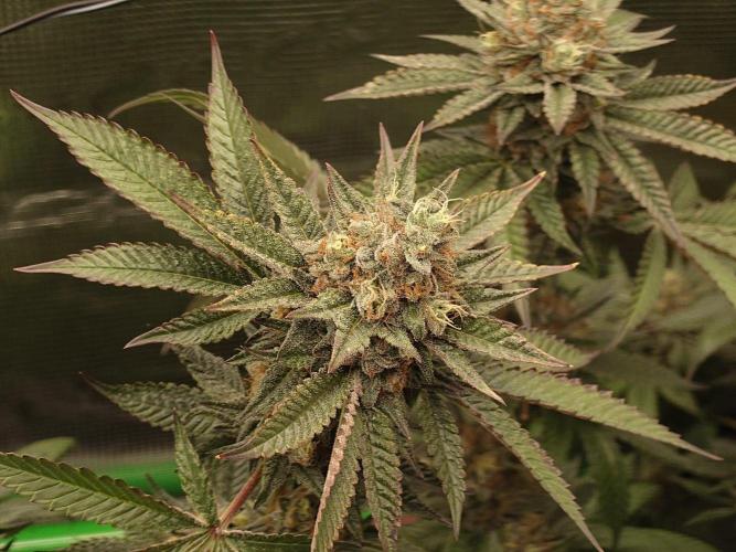 Radical Juice - Out and In. Week 20