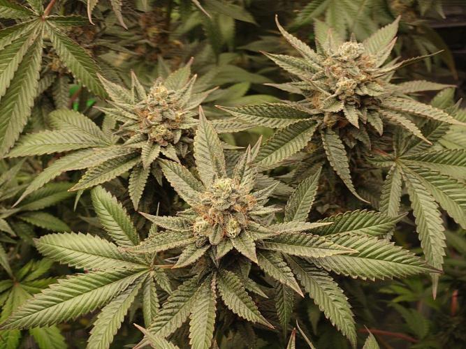 Radical Juice - Out and In. Week 20