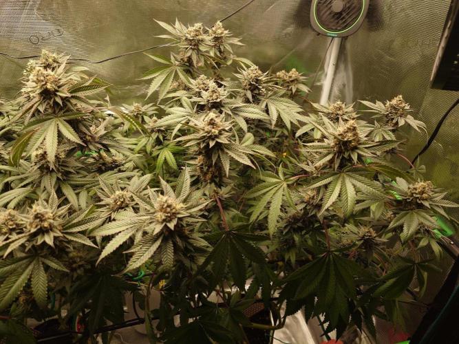 Radical Juice - Out and In. Week 20