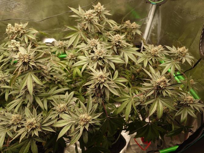 Radical Juice. Week 20