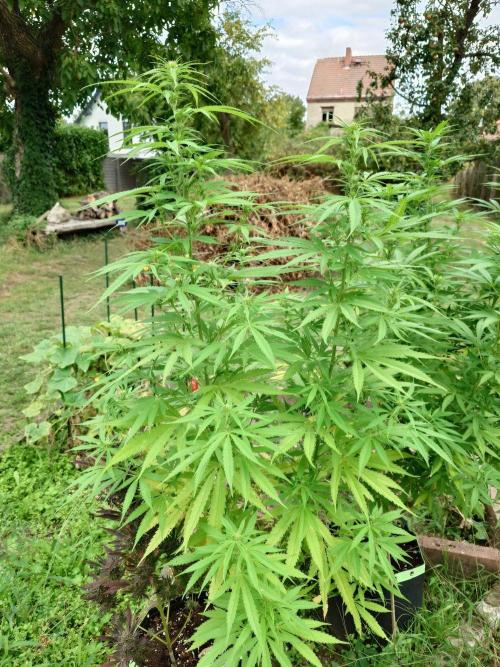 Granny´s Outdoor #2 - Somango. Week 24