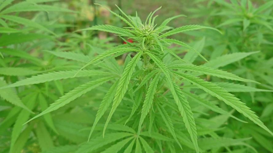 Granny´s Outdoor #2 - Somango