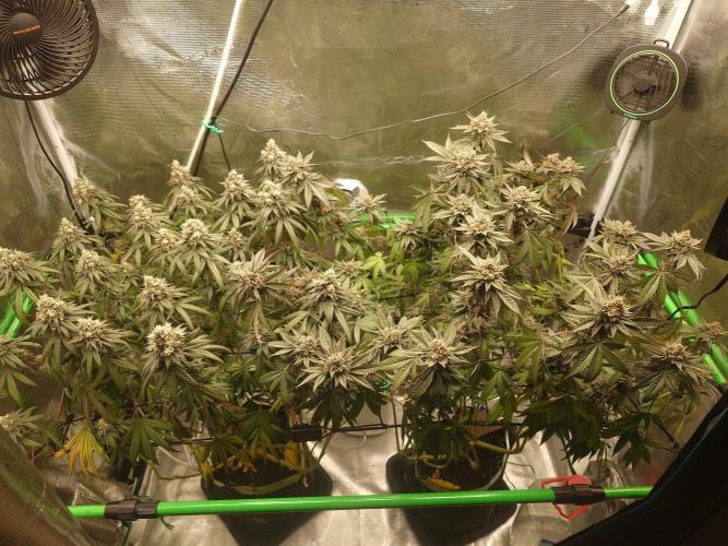 Watermelon - Out and In. Week 21