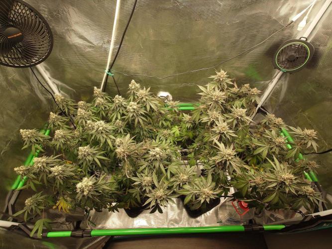 Watermelon - Out and In. Week 21
