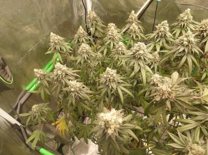 Watermelon - Out and In. Week 21