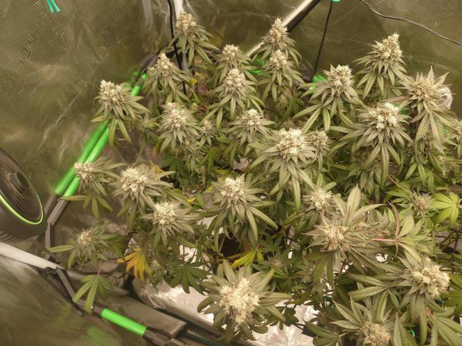 Watermelon - Out and In. Week 21