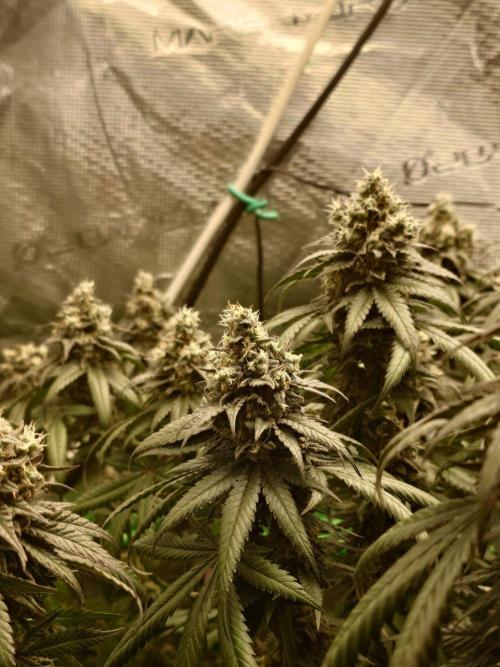 Watermelon - Out and In. Week 21