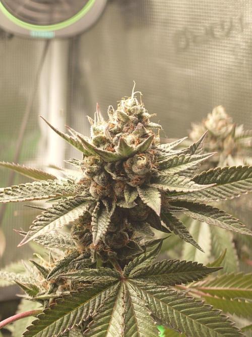 Radical Juice - Out and In. Week 21