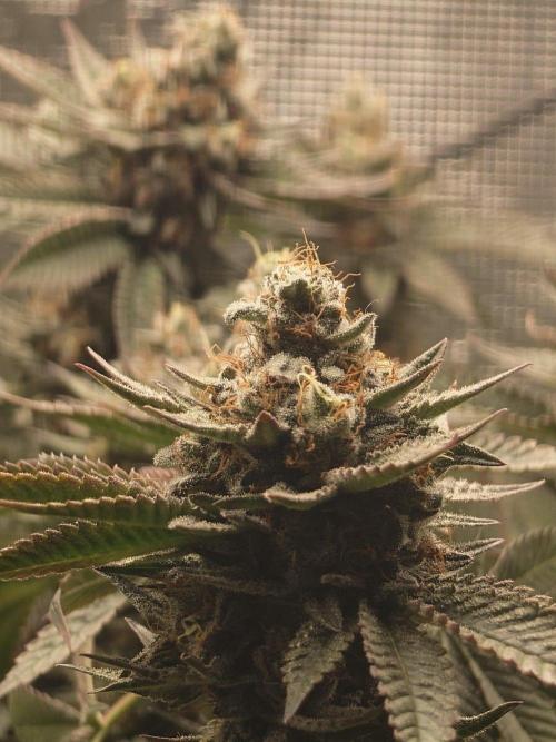 Radical Juice - Out and In. Week 21