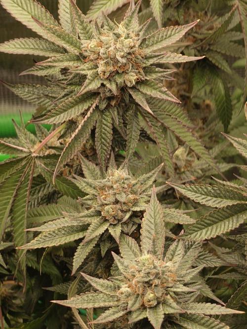 Radical Juice - Out and In. Week 21