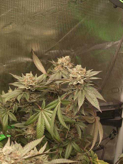 Radical Juice - Out and In. Week 21