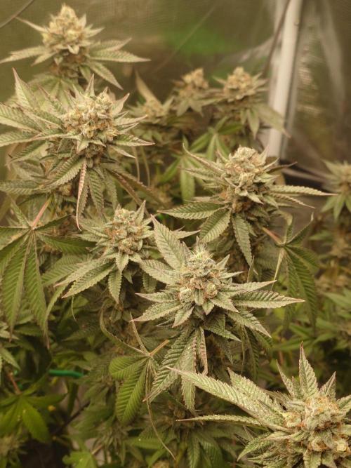 Radical Juice - Out and In. Week 21
