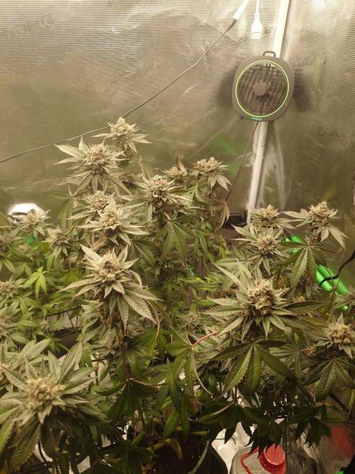 Radical Juice - Out and In. Week 21