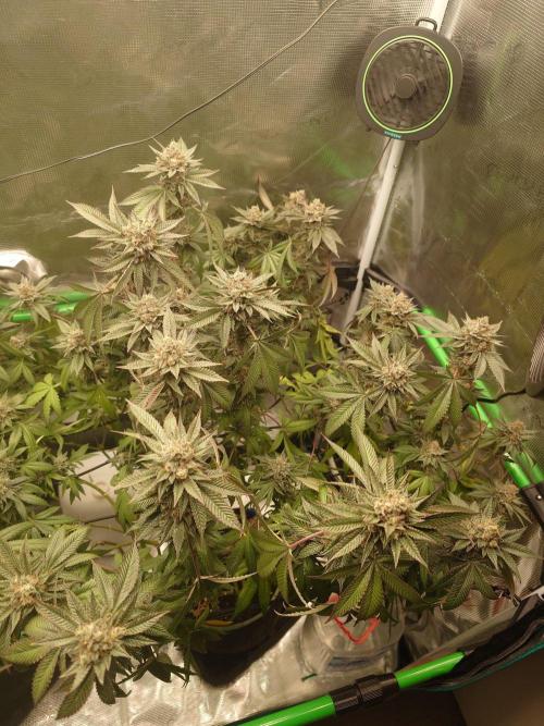 Radical Juice - Out and In. Week 21