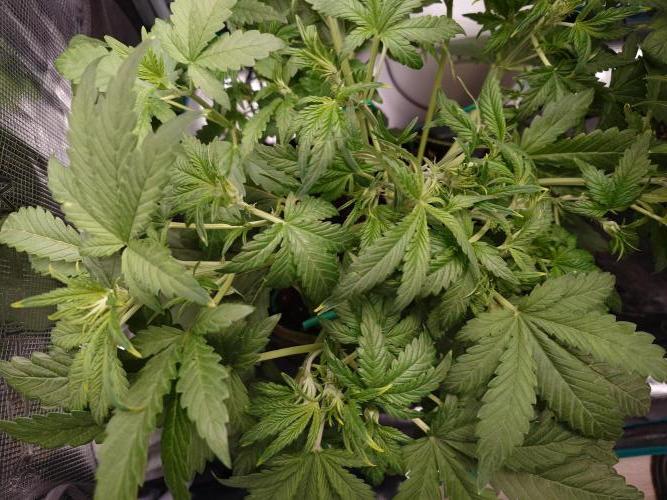 Purple Clouds. Week 5 - PH - 9.12.