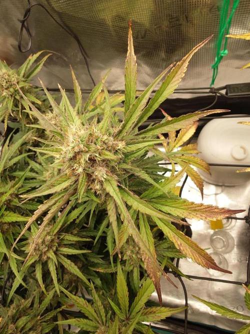 Growmix. Week 10