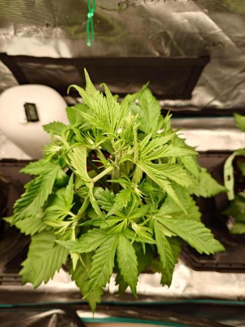 Purple Clouds. Week 4