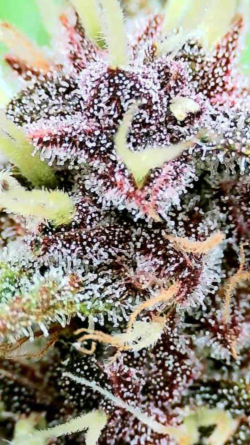 Purple Clouds. Week 8