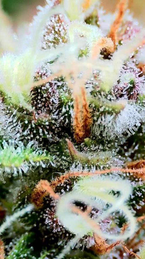 Purple Clouds. Week 8