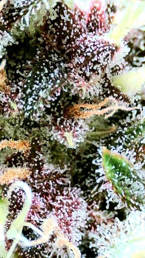 Purple Clouds. Week 8