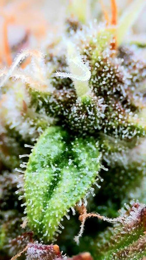 Purple Clouds. Week 8