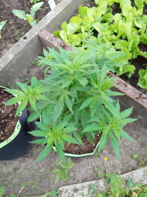Granny´s Outdoor #2 - Somango. Week 11