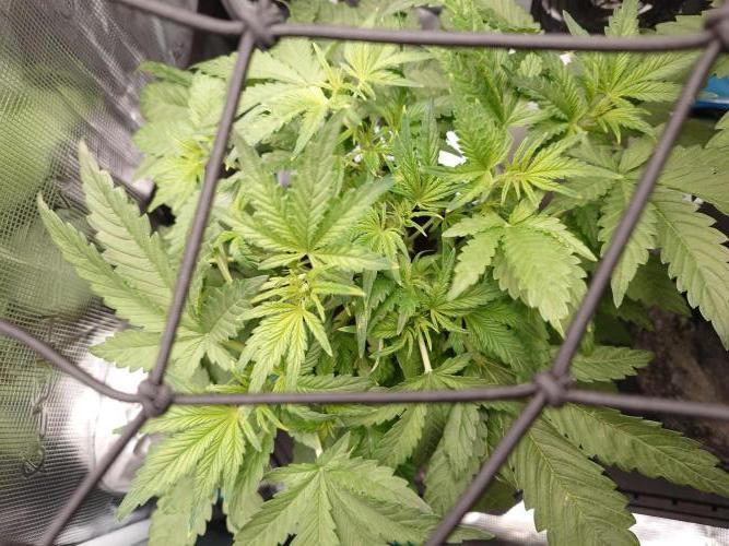 Purple Clouds. Week 5 - PH - 7.12.