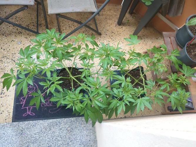 Watermelon - Out and In. Week 8