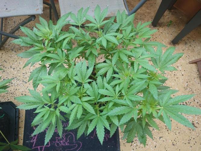 Watermelon - Out and In. Week 8