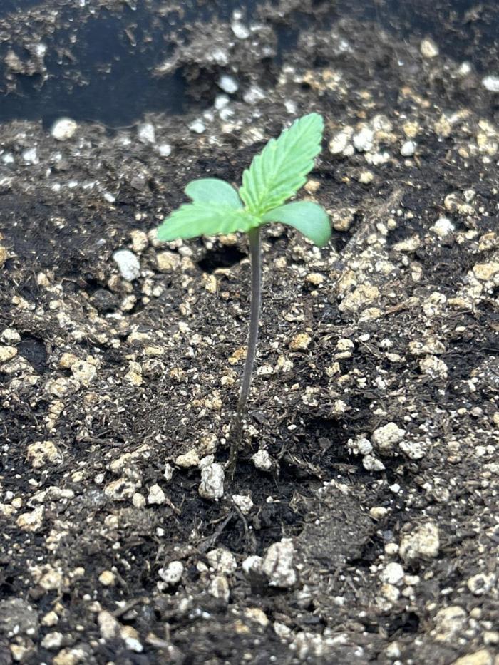 Madame420. Week 1 - veg day 1