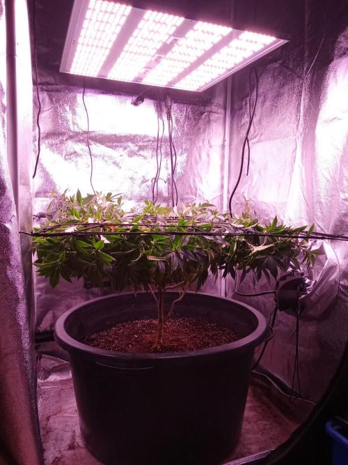 Mandarin Cookies LST. Week 16