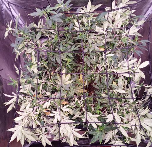 Mandarin Cookies LST. Week 16
