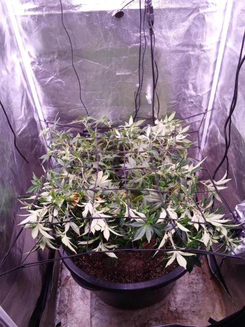 Mandarin Cookies LST. Week 16