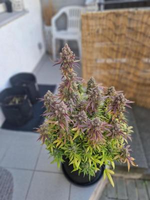 Comment by pe_pe photo #1