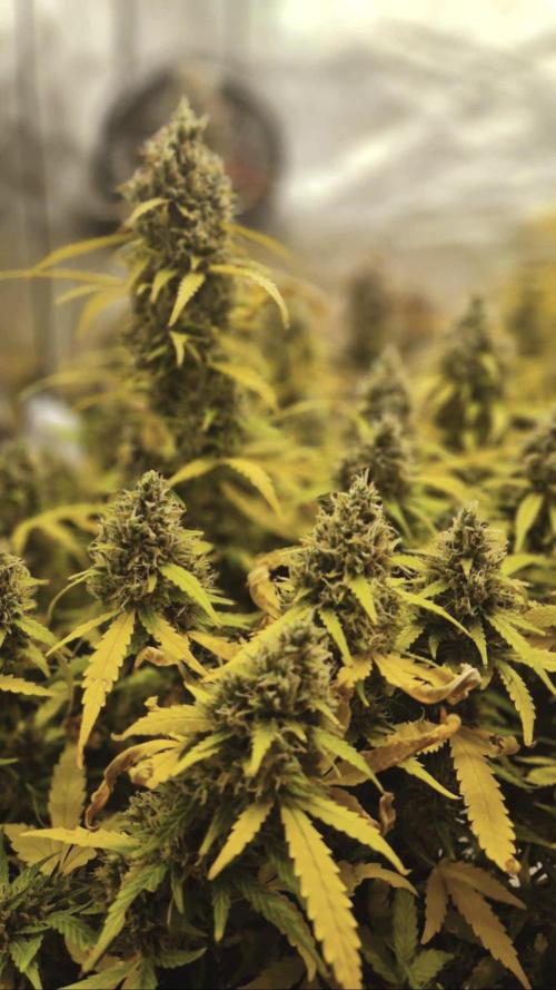 First time. Week 10 - Gorilla Cookies