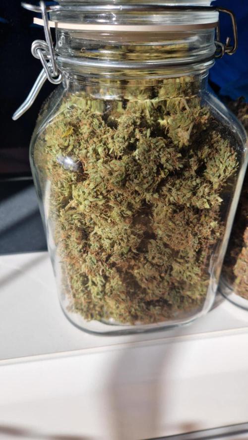 GorillaCookiesPurpleLemonadZtrawberiez. Week 11