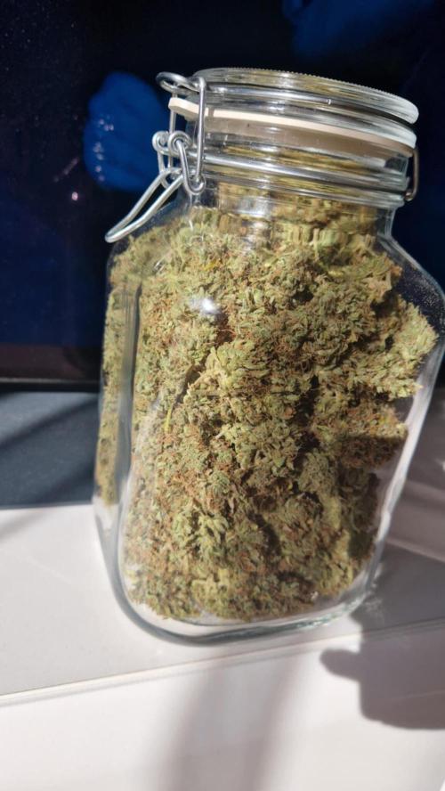 GorillaCookiesPurpleLemonadZtrawberiez. Week 11