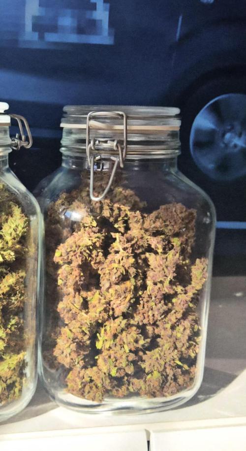 GorillaCookiesPurpleLemonadZtrawberiez. Week 11