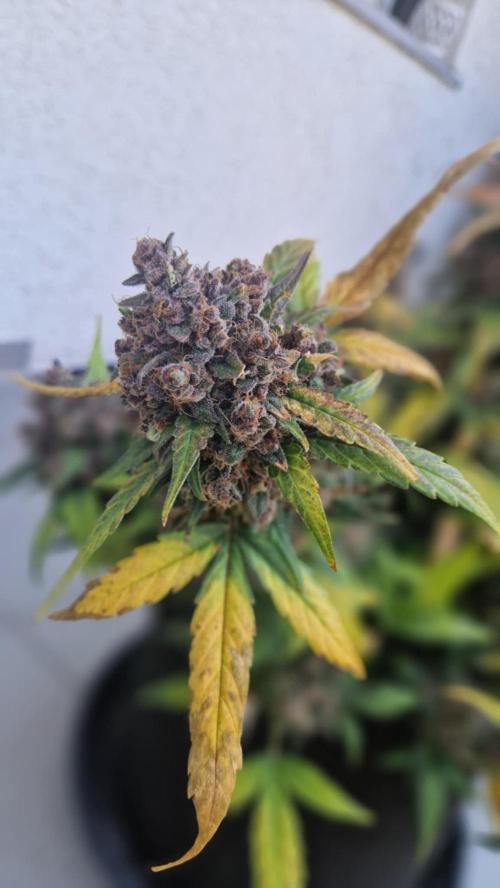 GorillaCookiesPurpleLemonadZtrawberiez. Week 11